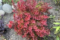 Барбарис Tунберга Coral(Berberis thunbergii Coral)
